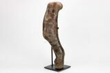 Fossil Hadrosaur (Edmontosaurus) Left Humerus - Montana #207034-1